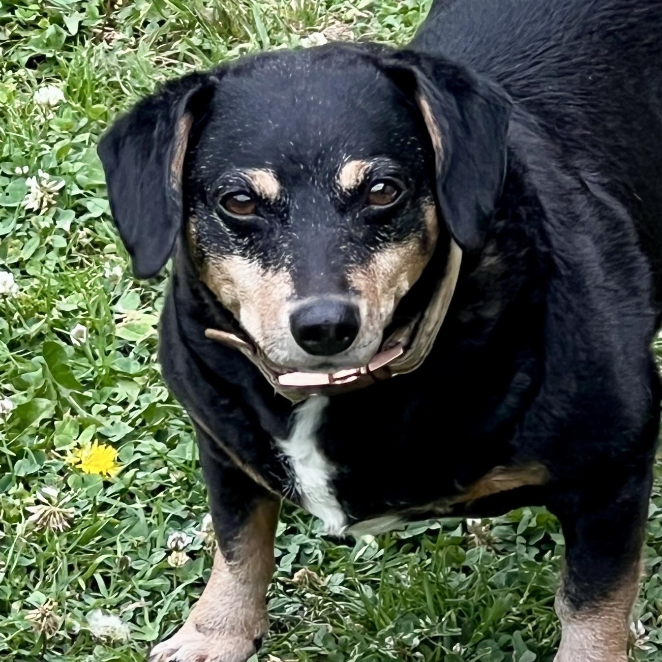 Buttercup - Adorable Low Rider, Adoptable, Senior Female Dachshund.