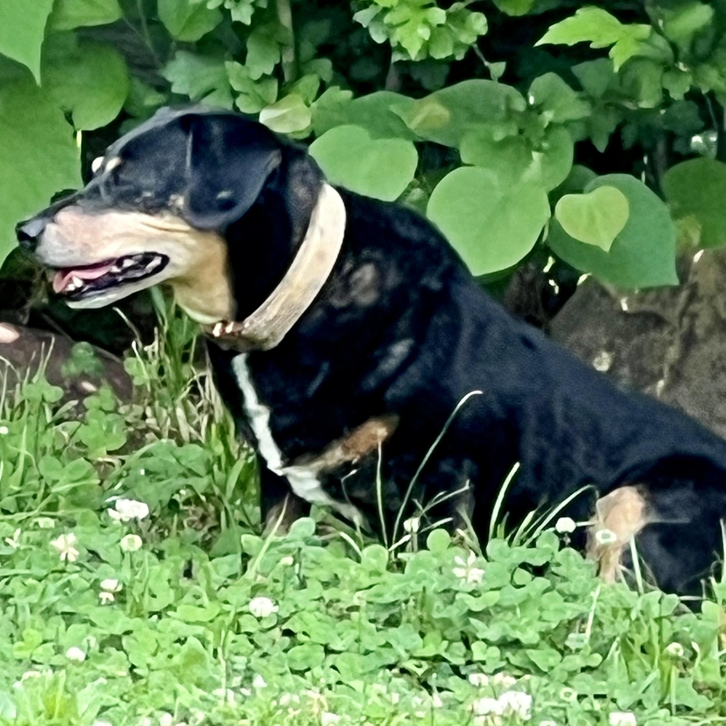 Enlarge Buttercup - Adorable Low Rider, a Adoptable mixed breed in Tulsa, OK image 4/5