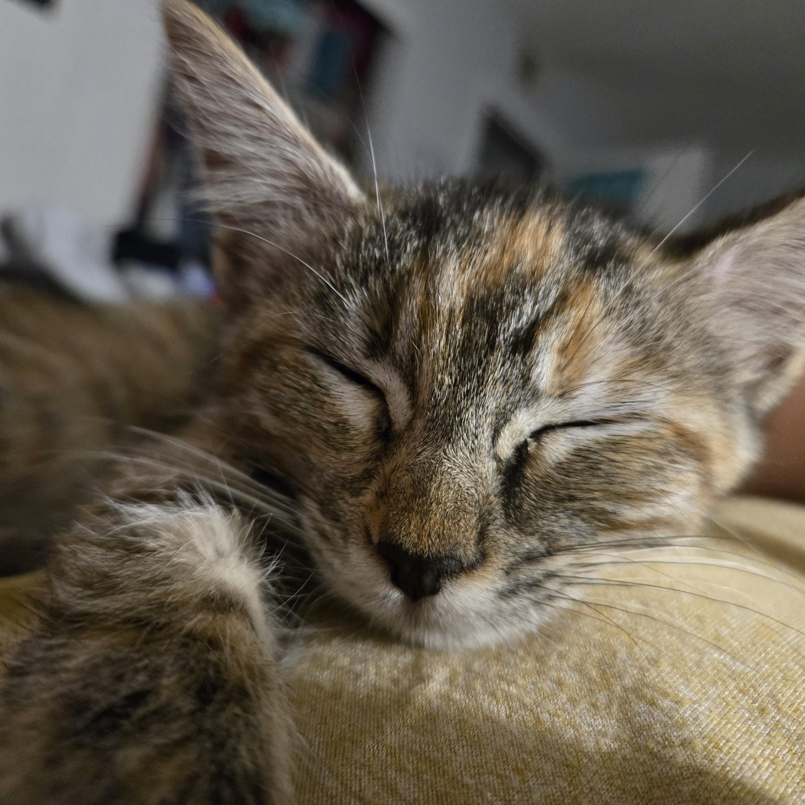 Enlarge Loki P., a Adopted Tortoiseshell in Sacramento, CA image 1/1