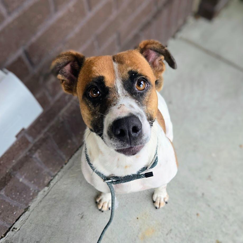 Pippa, Adoptable, Adult Female Mixed Breed.