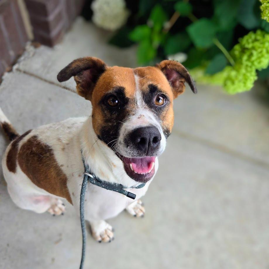 Enlarge Pippa, a Adoptable mixed breed in Douglasville, GA image 2/2
