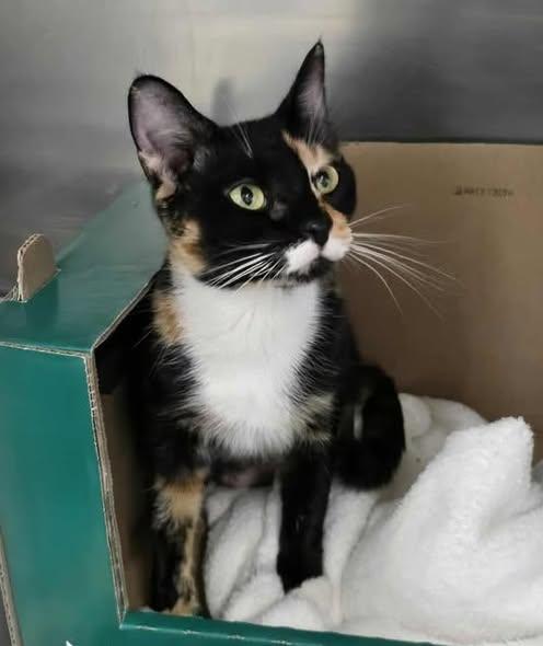 Lady Tremaine, adopted, Adult Female Domestic Short Hair.