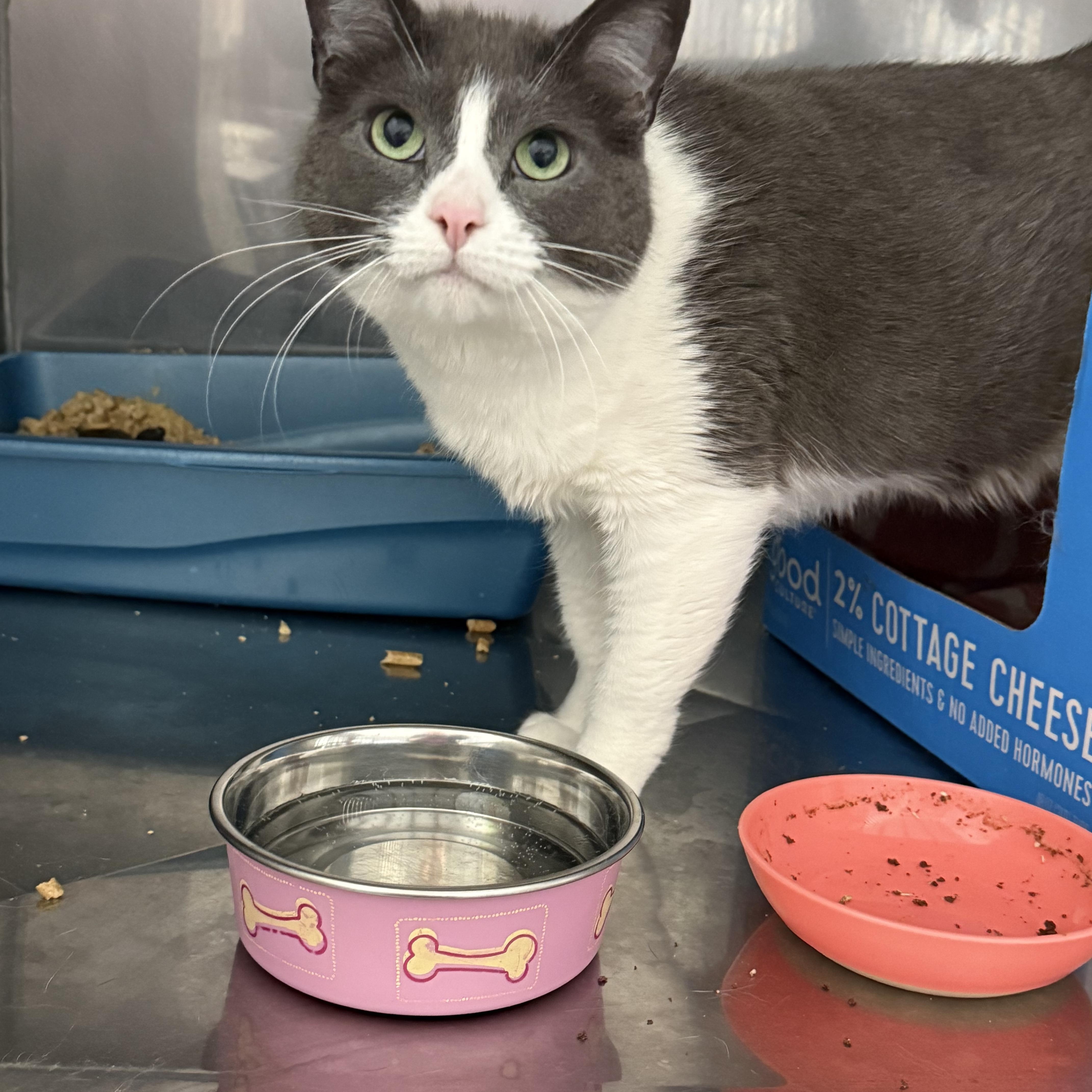 Enlarge Lake, a Adoptable Domestic Short Hair in Grand Rapids, MI image 4/6