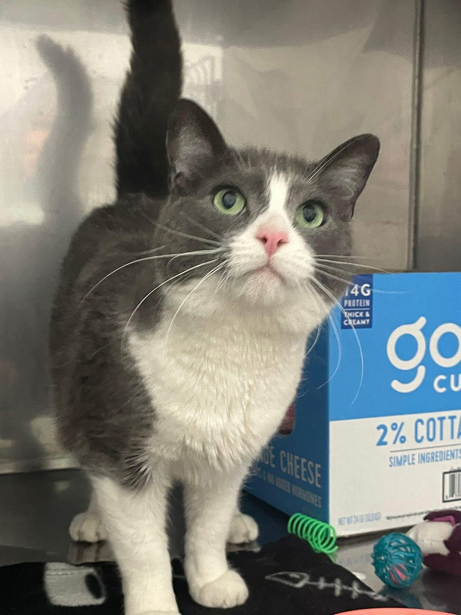 Enlarge Lake, a Adoptable Domestic Short Hair in Grand Rapids, MI image 5/6