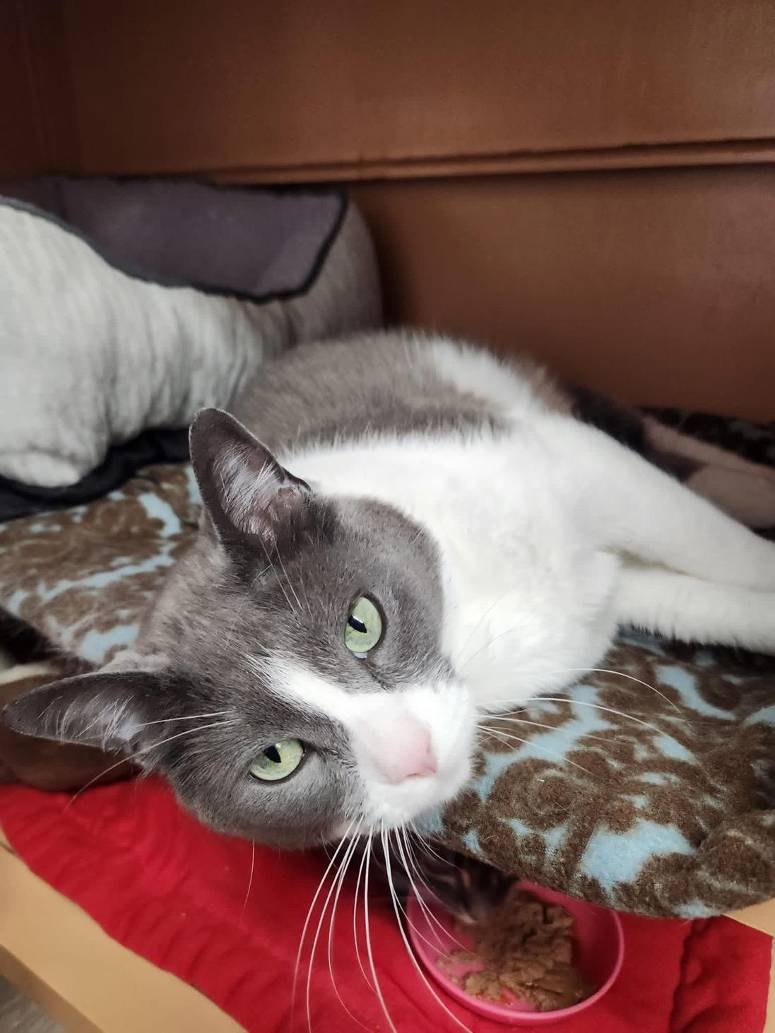 Lake, Adoptable, Adult Female Domestic Short Hair.
