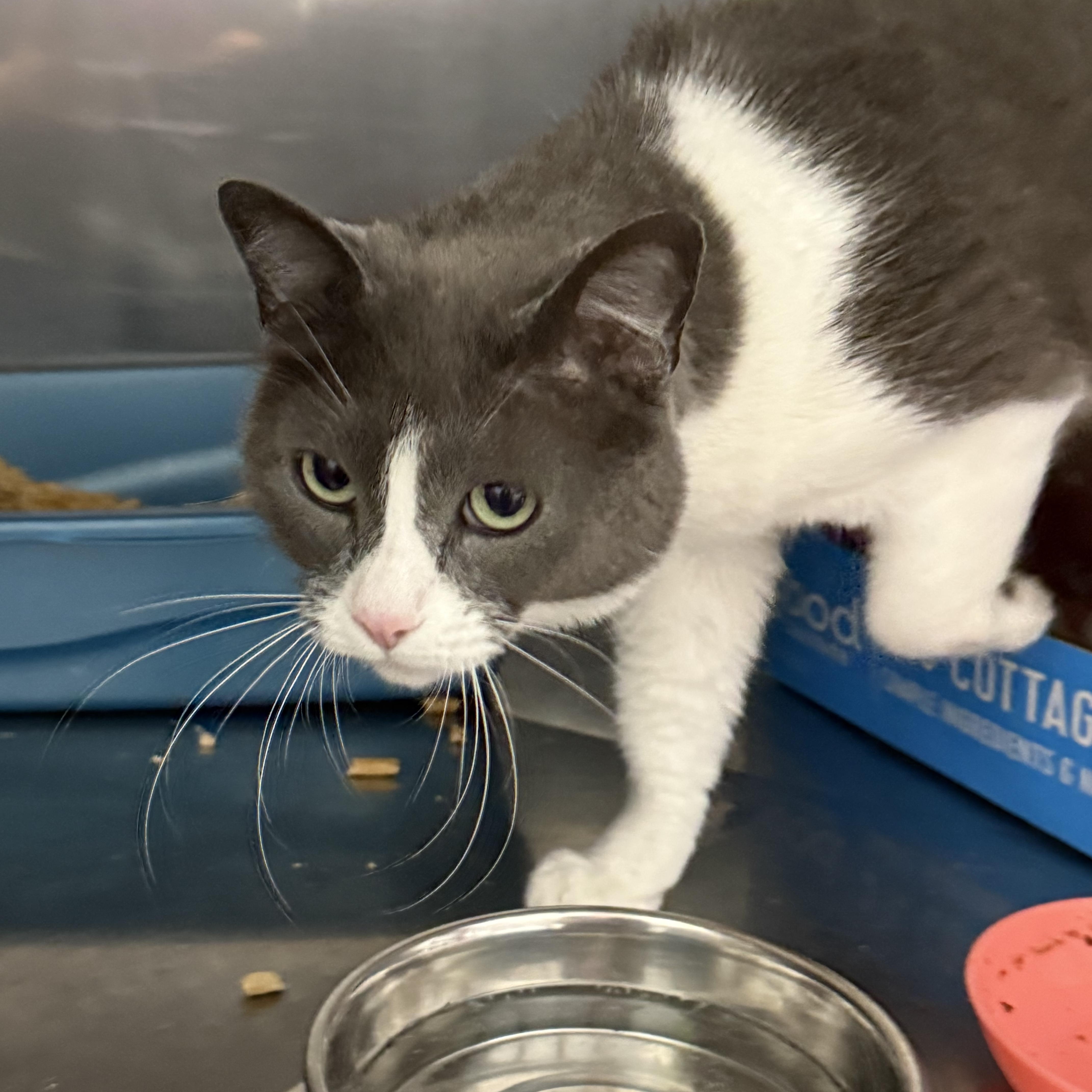 Enlarge Lake, a Adoptable Domestic Short Hair in Grand Rapids, MI image 6/6