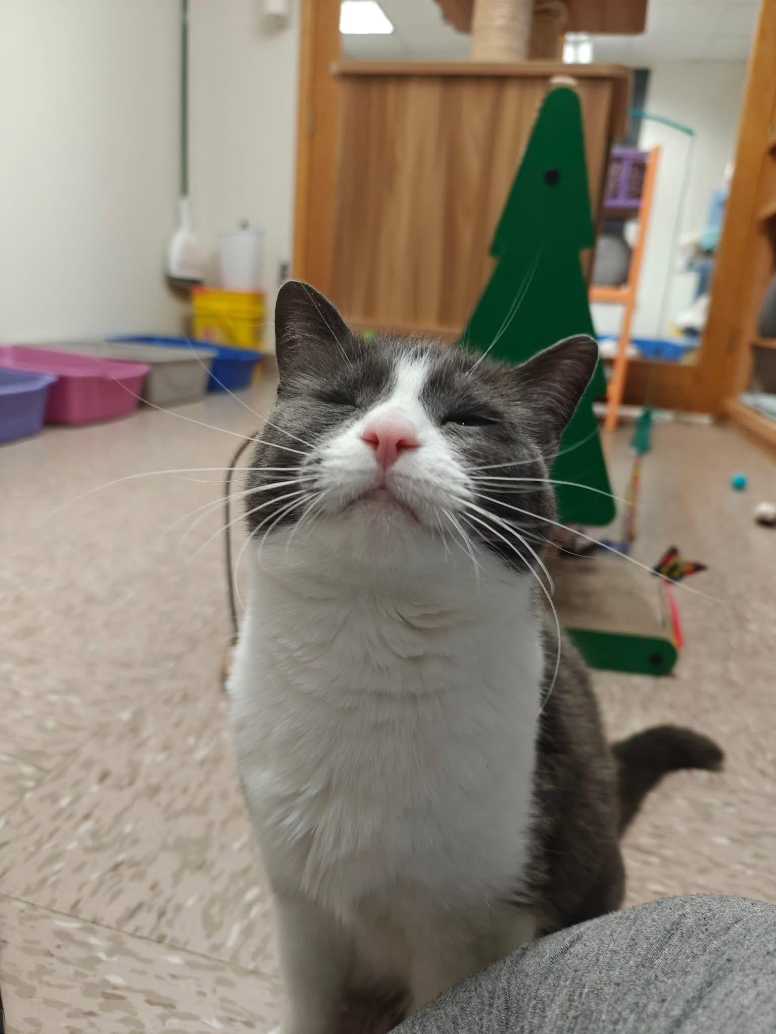 Enlarge Lake, a Adoptable Domestic Short Hair in Grand Rapids, MI image 2/6