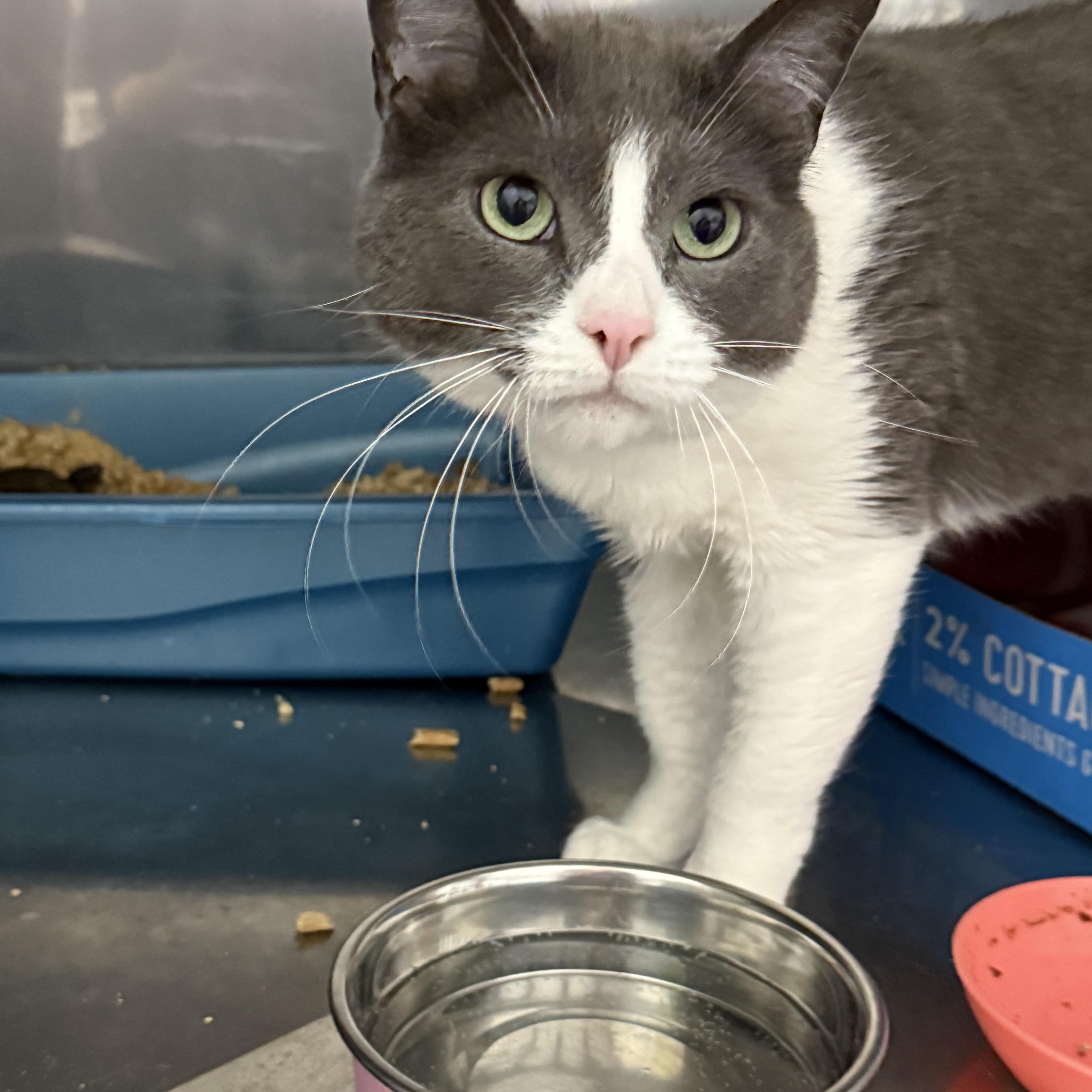 Enlarge Lake, a Adoptable Domestic Short Hair in Grand Rapids, MI image 3/6