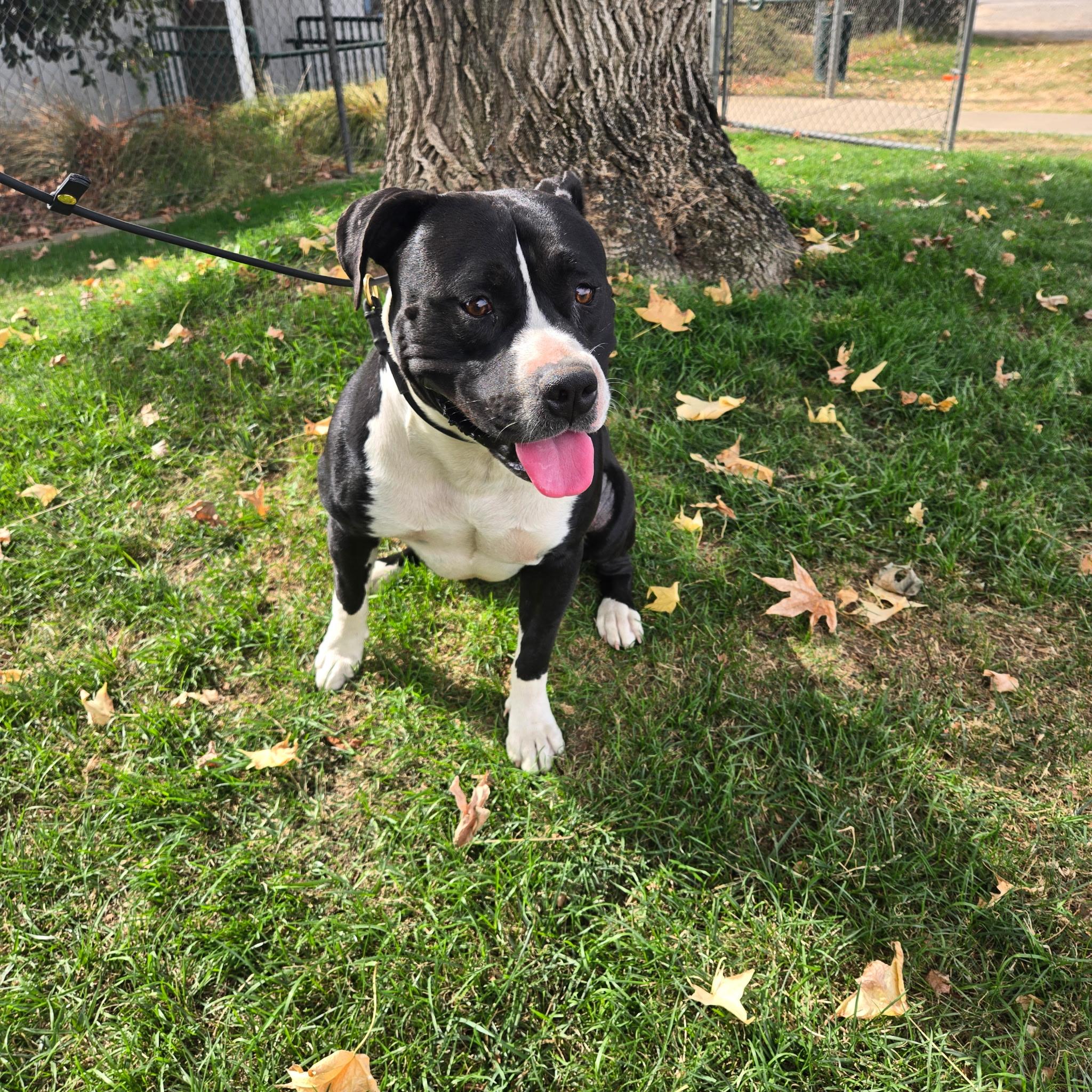 Enlarge Cliff, a Adoptable mixed breed in Oakdale, CA image 1/1