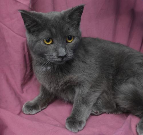 Lara, Adoptable, Young Female Domestic Short Hair.