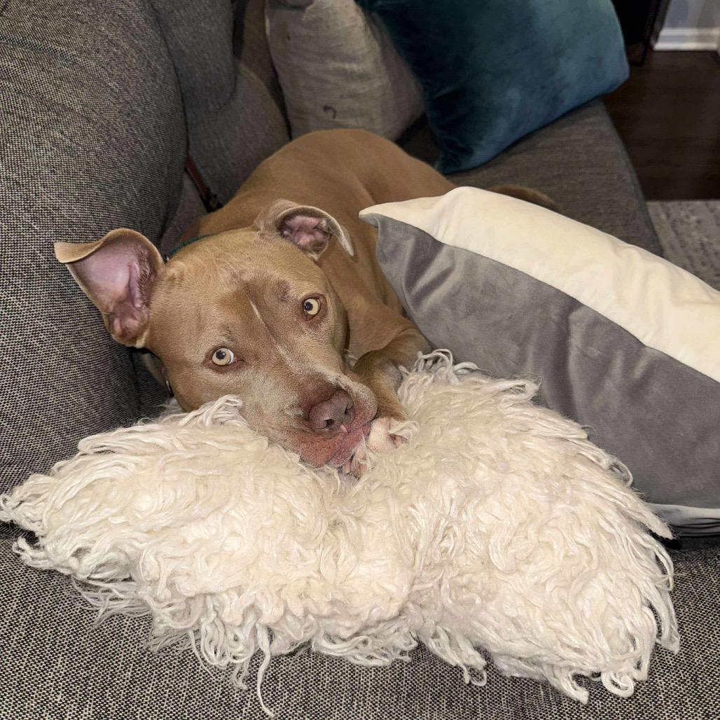 Enlarge Hulk, a Adoptable mixed breed in Plainfield, IL image 1/6