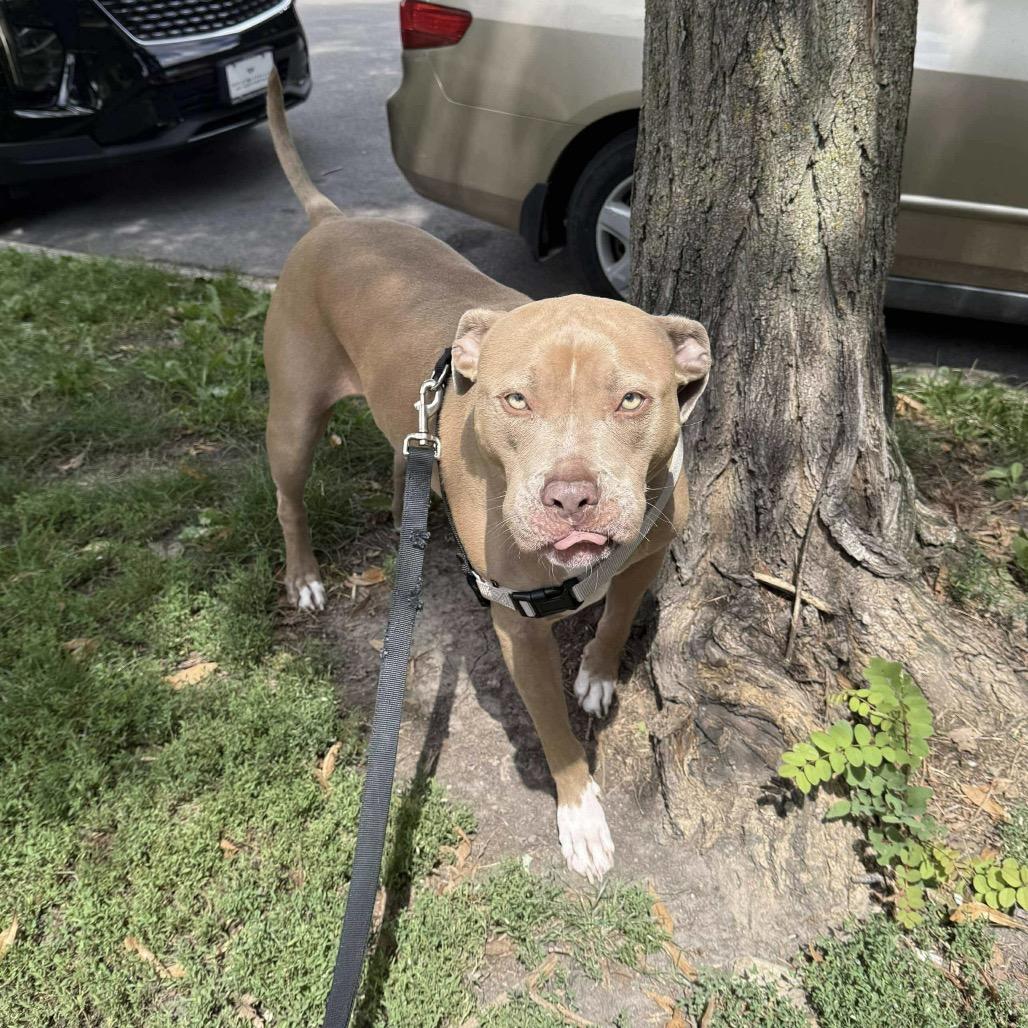 Enlarge Hulk, a Adoptable mixed breed in Plainfield, IL image 2/6