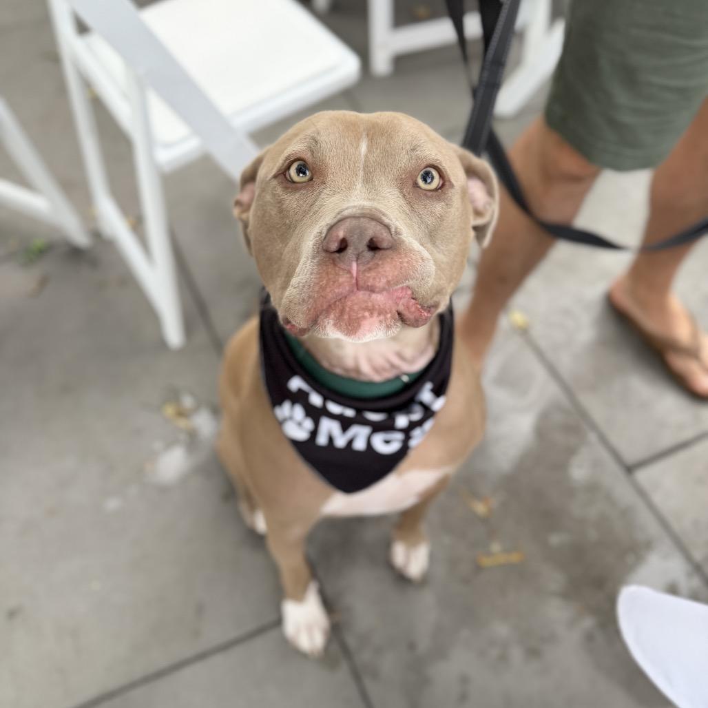 Enlarge Hulk, a Adoptable mixed breed in Plainfield, IL image 3/6