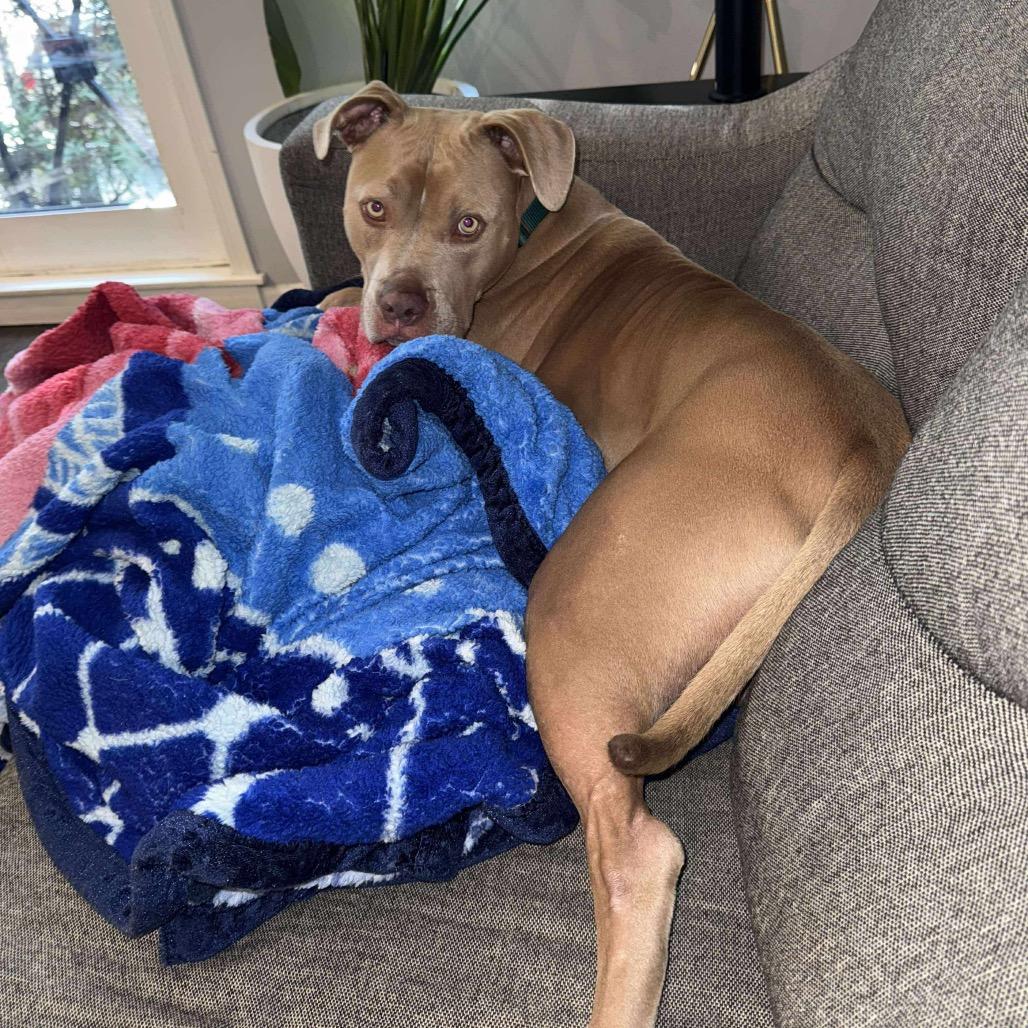 Enlarge Hulk, a Adoptable mixed breed in Plainfield, IL image 4/6