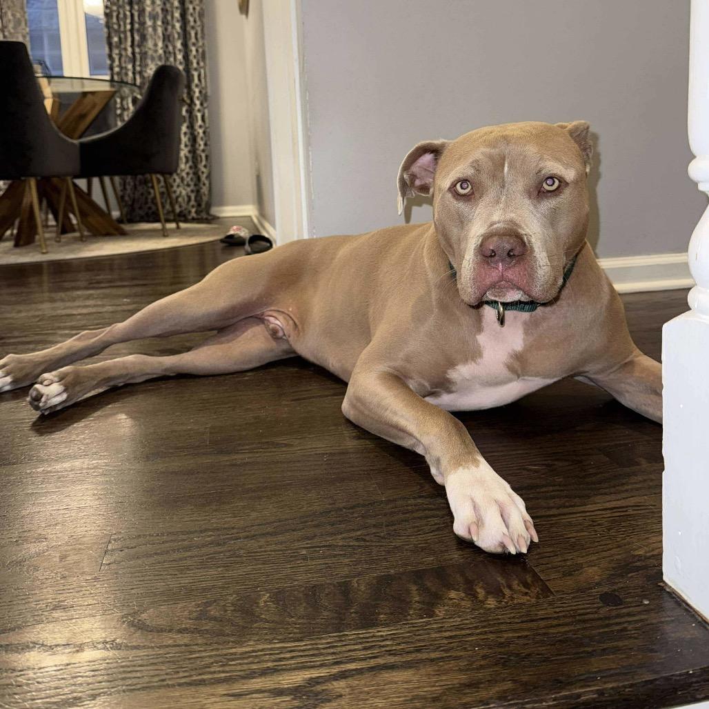 Enlarge Hulk, a Adoptable mixed breed in Plainfield, IL image 5/6