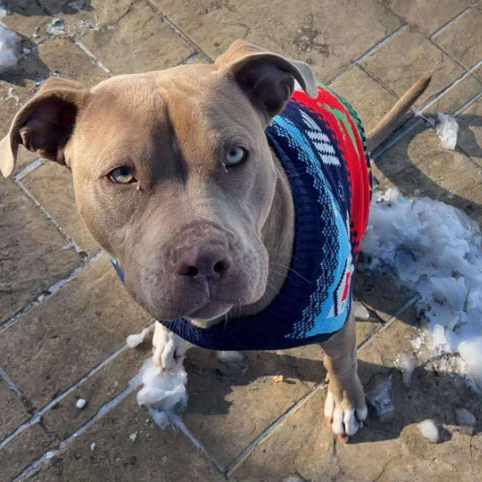 Enlarge Hulk, a Adoptable mixed breed in Plainfield, IL image 6/6