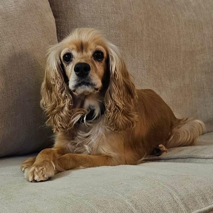 Josie, Adoptable, Adult Female Cocker Spaniel.