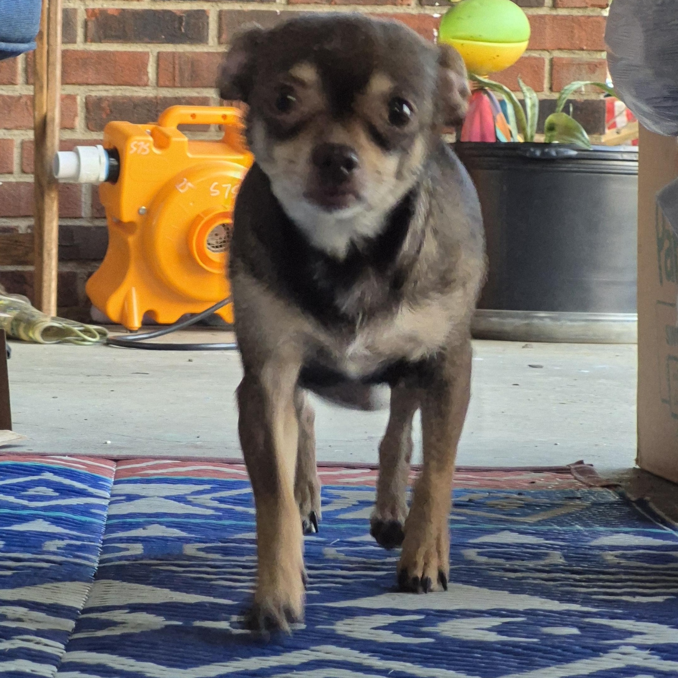 Coco, a ADOPTABLE mixed breed in Covington, KY image 5/6