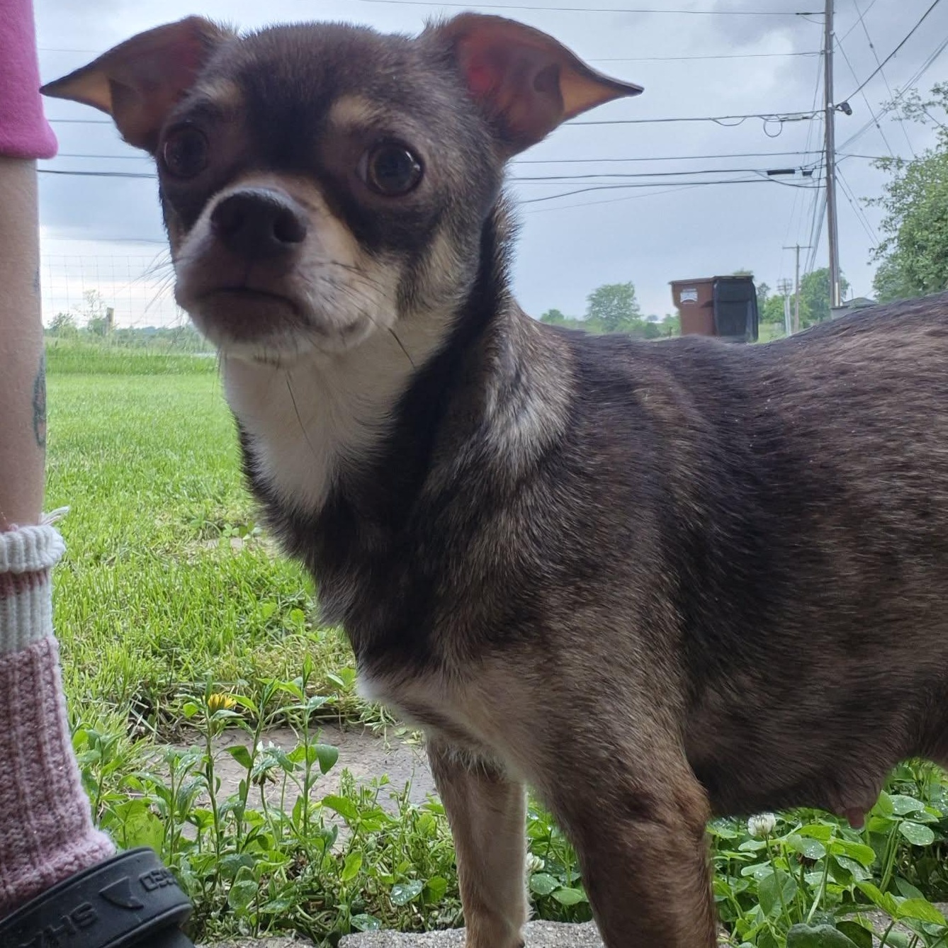 Coco, a ADOPTABLE mixed breed in Covington, KY image 3/6