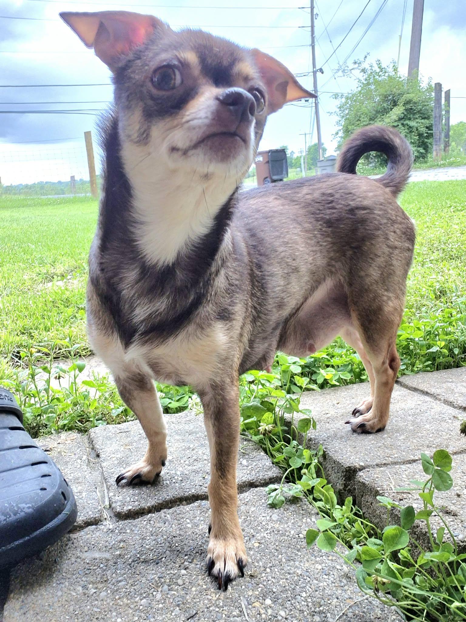 Coco, ADOPTABLE, Adult Female Chihuahua.