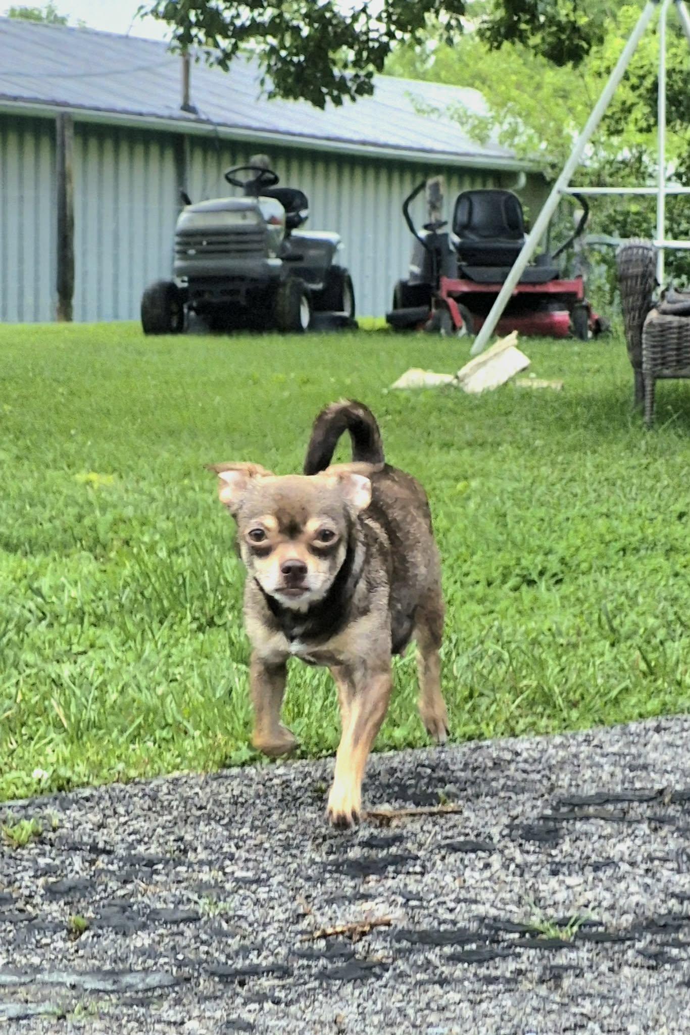 Coco, a ADOPTABLE mixed breed in Covington, KY image 4/6