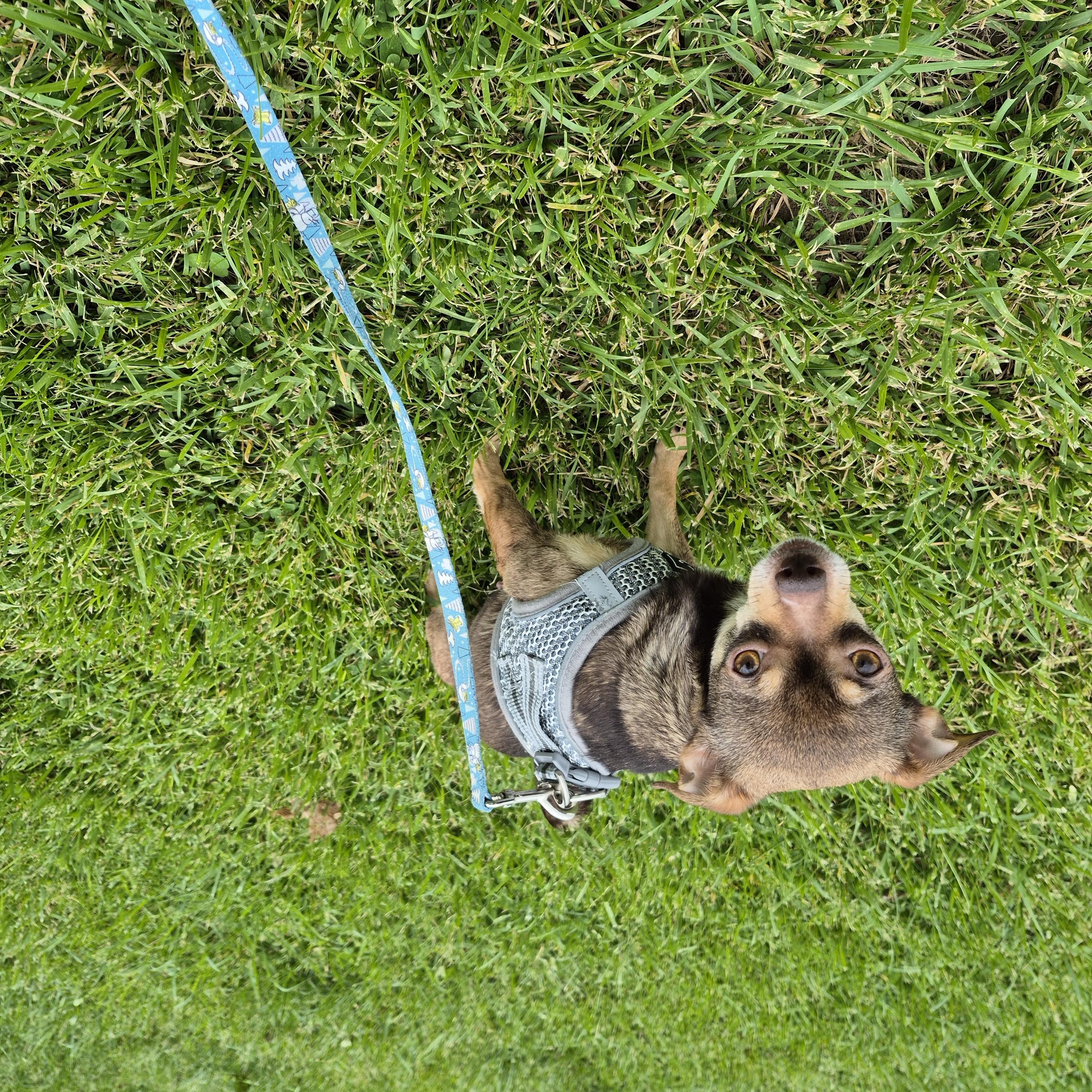 Coco, a ADOPTABLE mixed breed in Covington, KY image 6/6