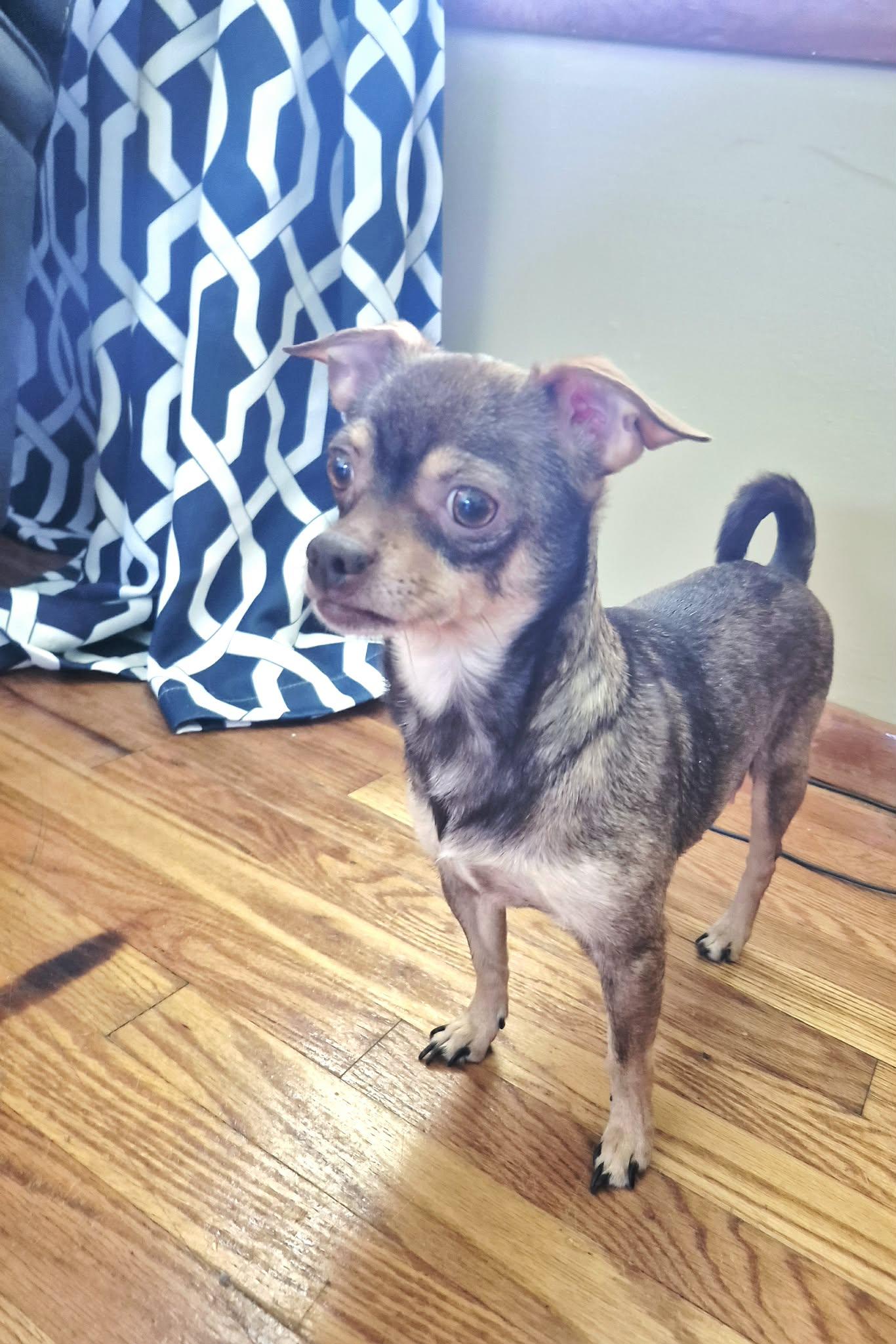 Coco, a ADOPTABLE mixed breed in Covington, KY image 2/6