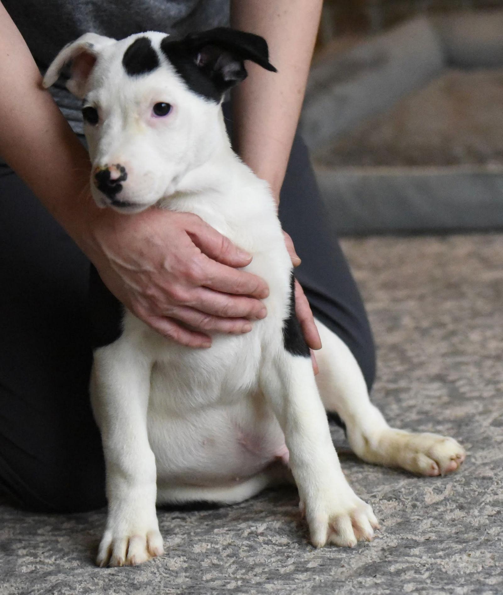 Dominic, Adoptable, Puppy Male American Bulldog & Labrador Retriever.