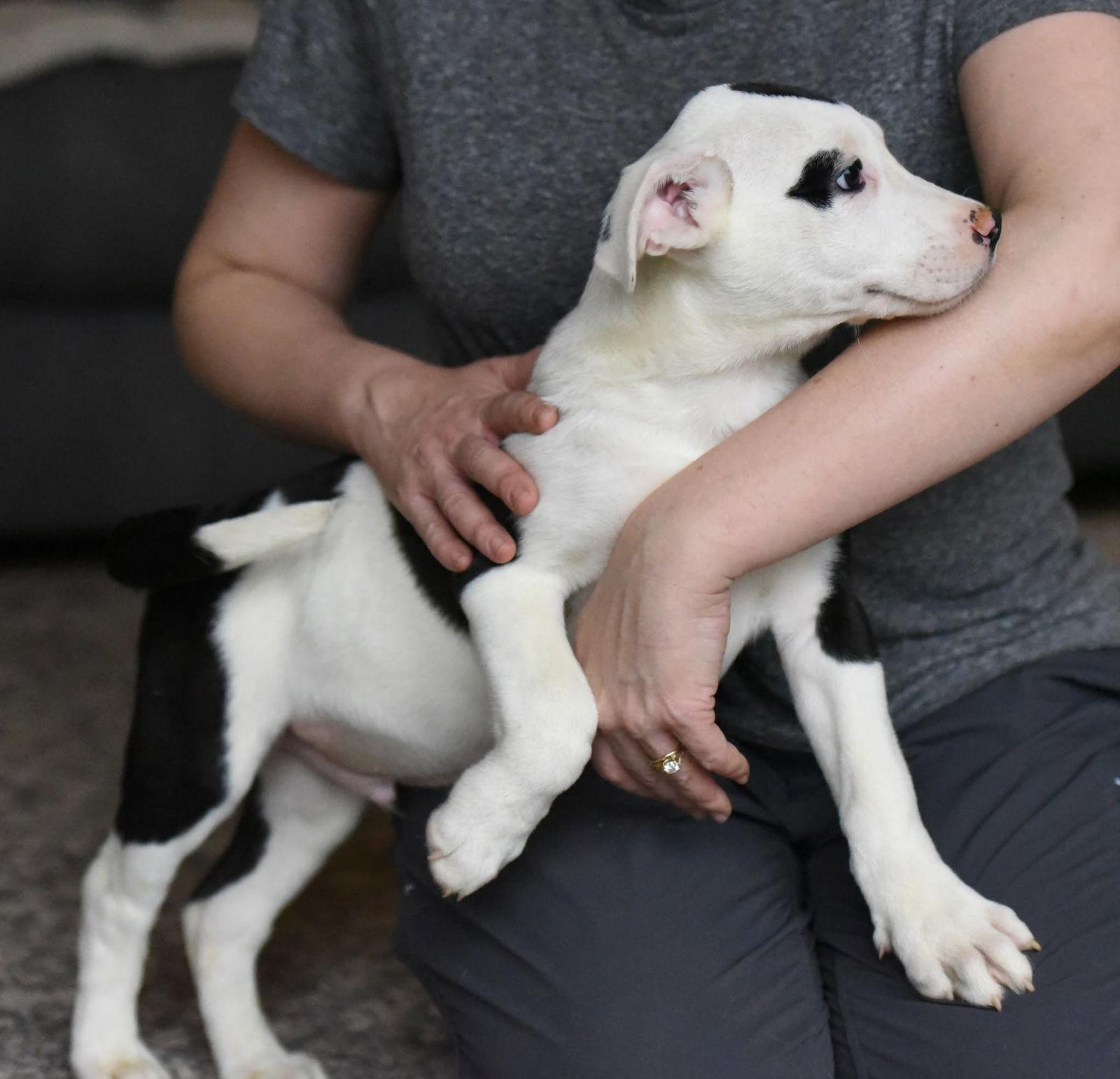 Enlarge Dominic, a Adoptable mixed breed in Mechanicsburg, PA image 2/3