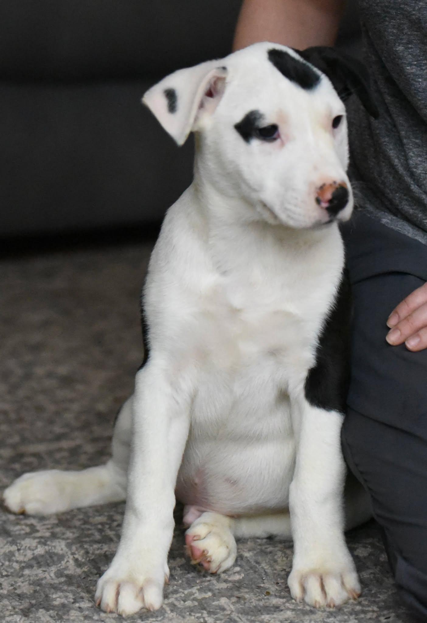Enlarge Dominic, a Adoptable mixed breed in Mechanicsburg, PA image 3/3