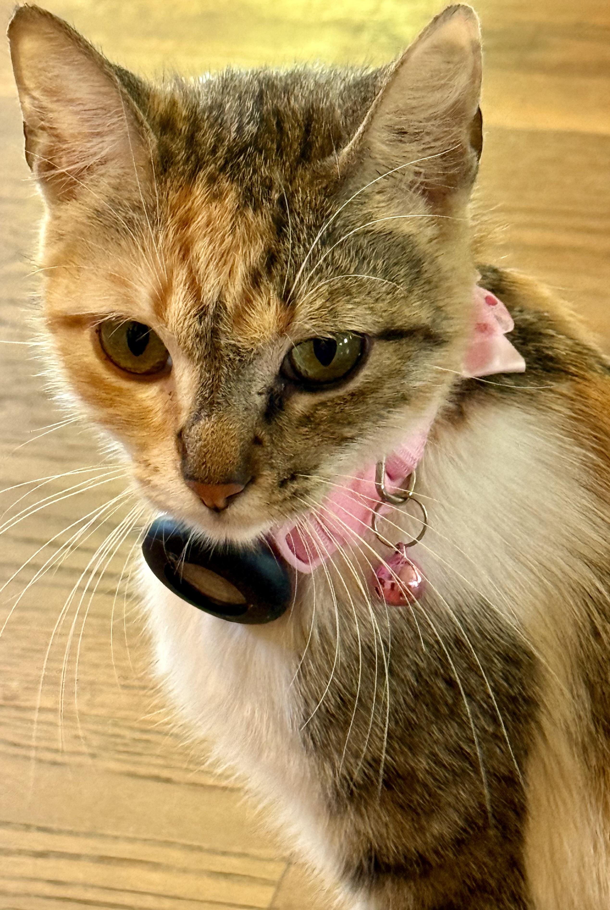 Enlarge Cora, a Adoptable Domestic Short Hair in Long Beach, CA image 1/3