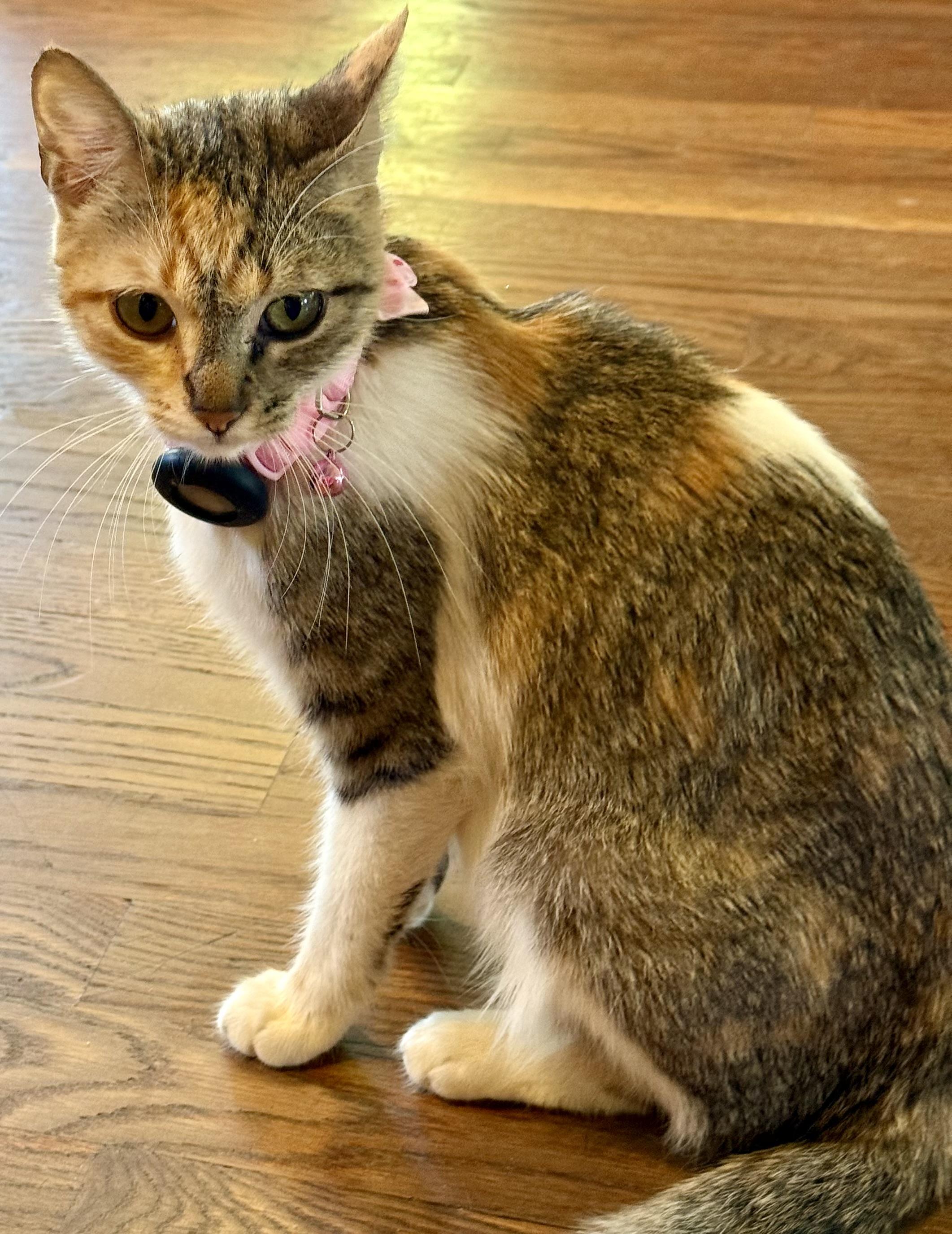 Enlarge Cora, a Adoptable Domestic Short Hair in Long Beach, CA image 2/3