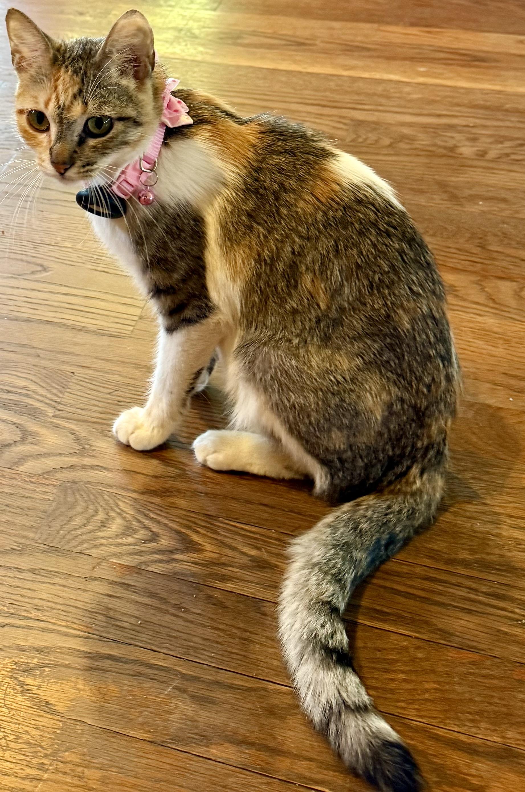 Enlarge Cora, a Adoptable Domestic Short Hair in Long Beach, CA image 3/3