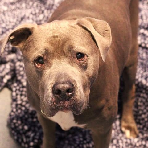 Enlarge 26-00946, a ADOPTABLE Pit Bull Terrier in Fredericksburg, VA image 1/1