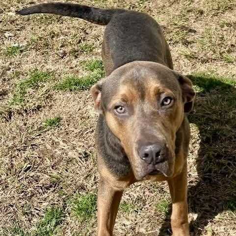 Enlarge Dobie, a ADOPTABLE Mixed Breed in Southaven , MS image 1/1