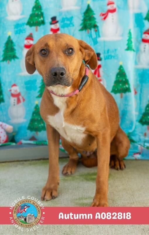 Enlarge Autumn, a Adoptable Labrador Retriever in Mobile, AL image 2/2