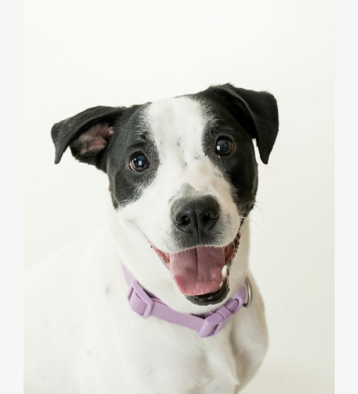 Sora, Adoptable, Young Female Australian Shepherd & Boxer.