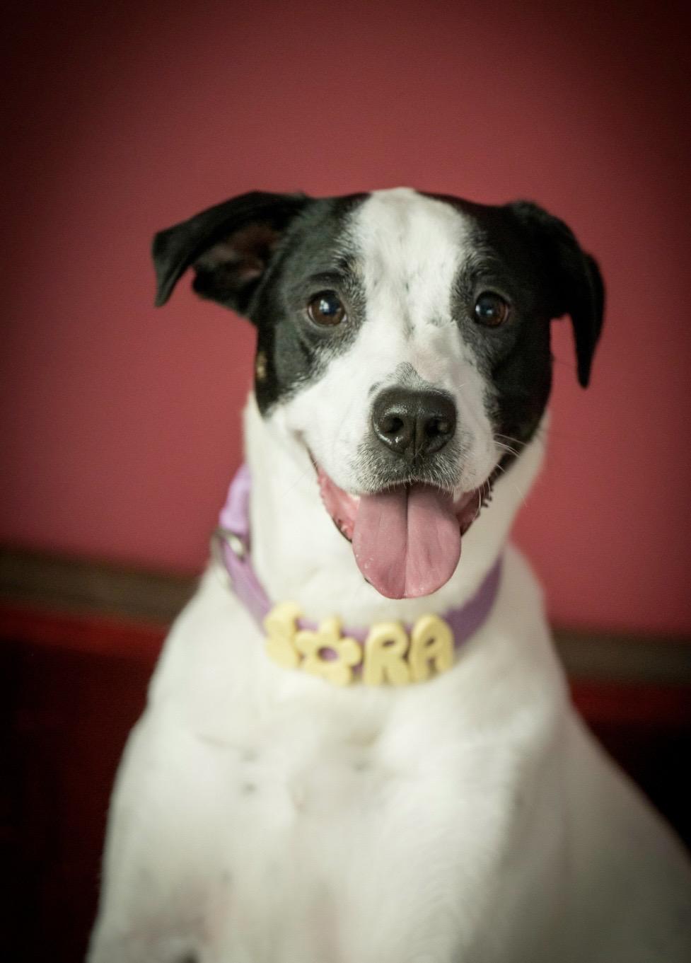Enlarge Sora, a Adoptable mixed breed in Kannapolis, NC image 2/5