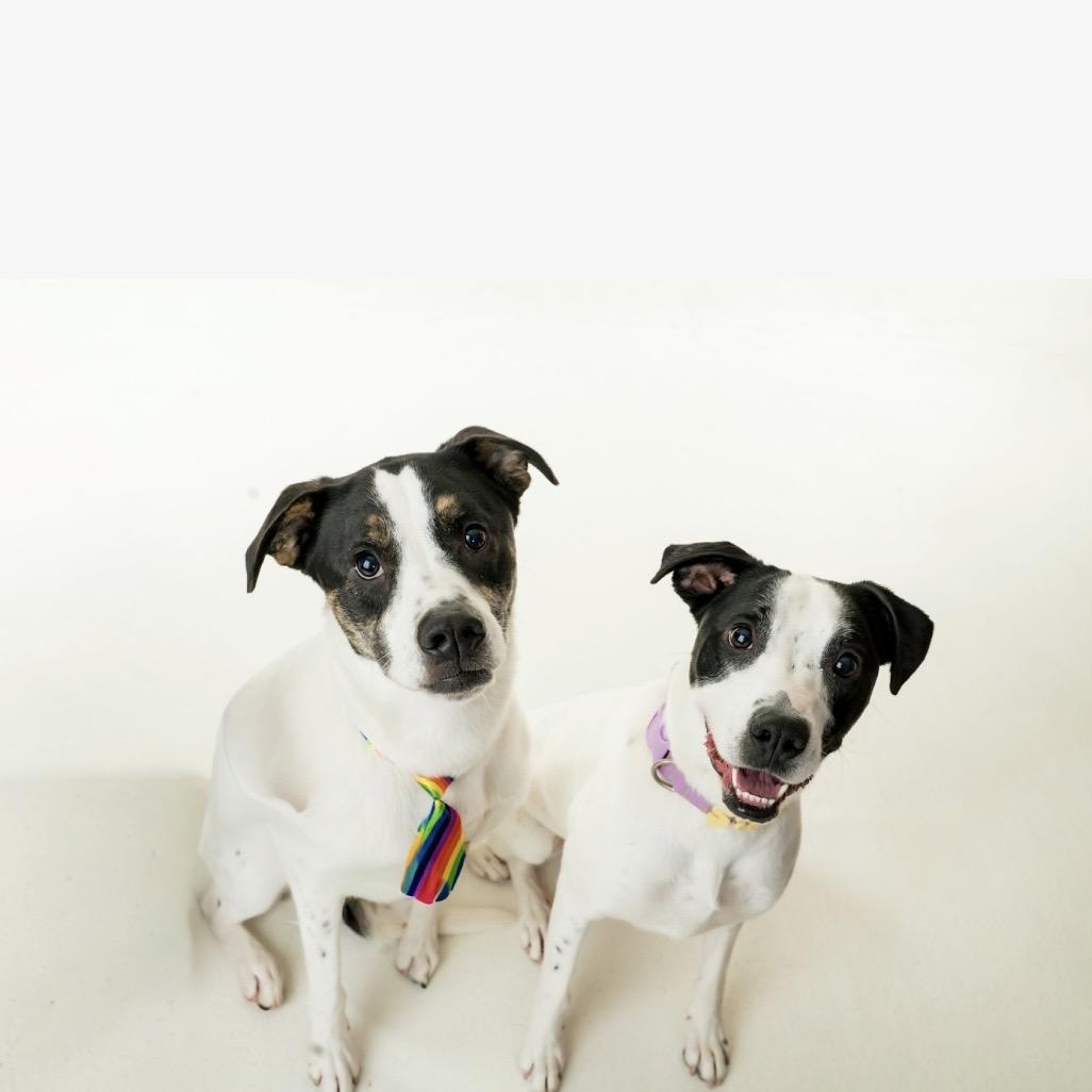 Enlarge Sora, a Adoptable mixed breed in Kannapolis, NC image 5/5