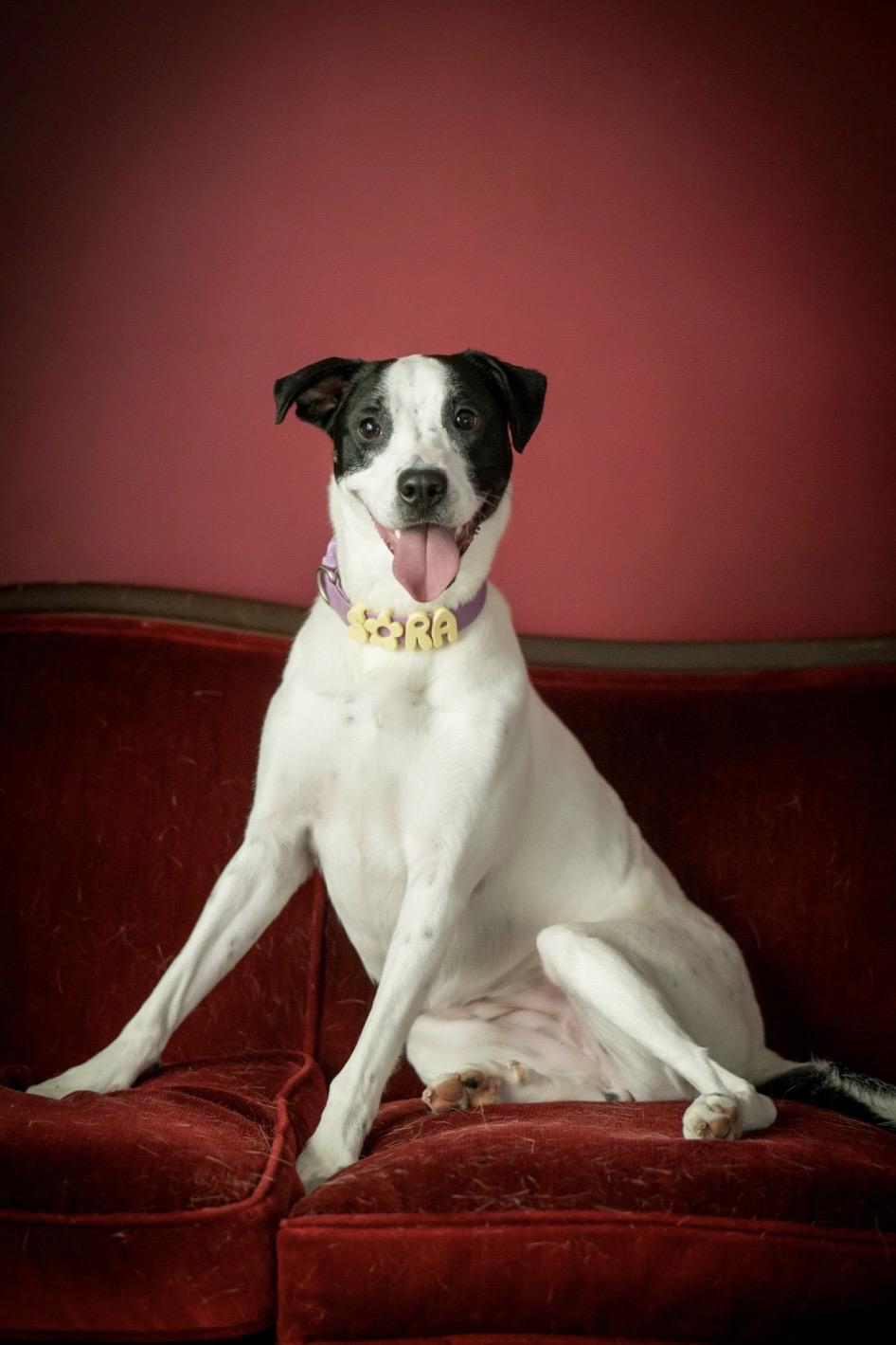 Enlarge Sora, a Adoptable mixed breed in Kannapolis, NC image 3/5