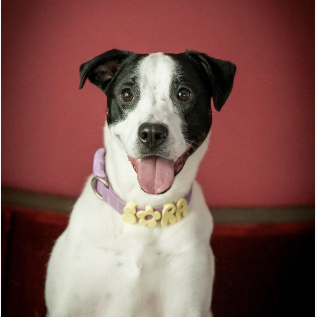 Enlarge Sora, a Adoptable mixed breed in Kannapolis, NC image 4/5