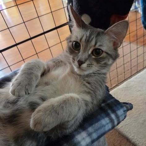 Louise, Adoptable, Young Female Domestic Short Hair.
