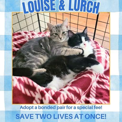 Enlarge Louise, a Adoptable Domestic Short Hair in Charlottesville, VA image 2/3