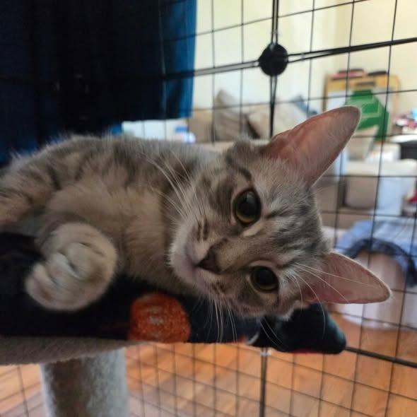 Enlarge Louise, a Adoptable Domestic Short Hair in Charlottesville, VA image 3/3
