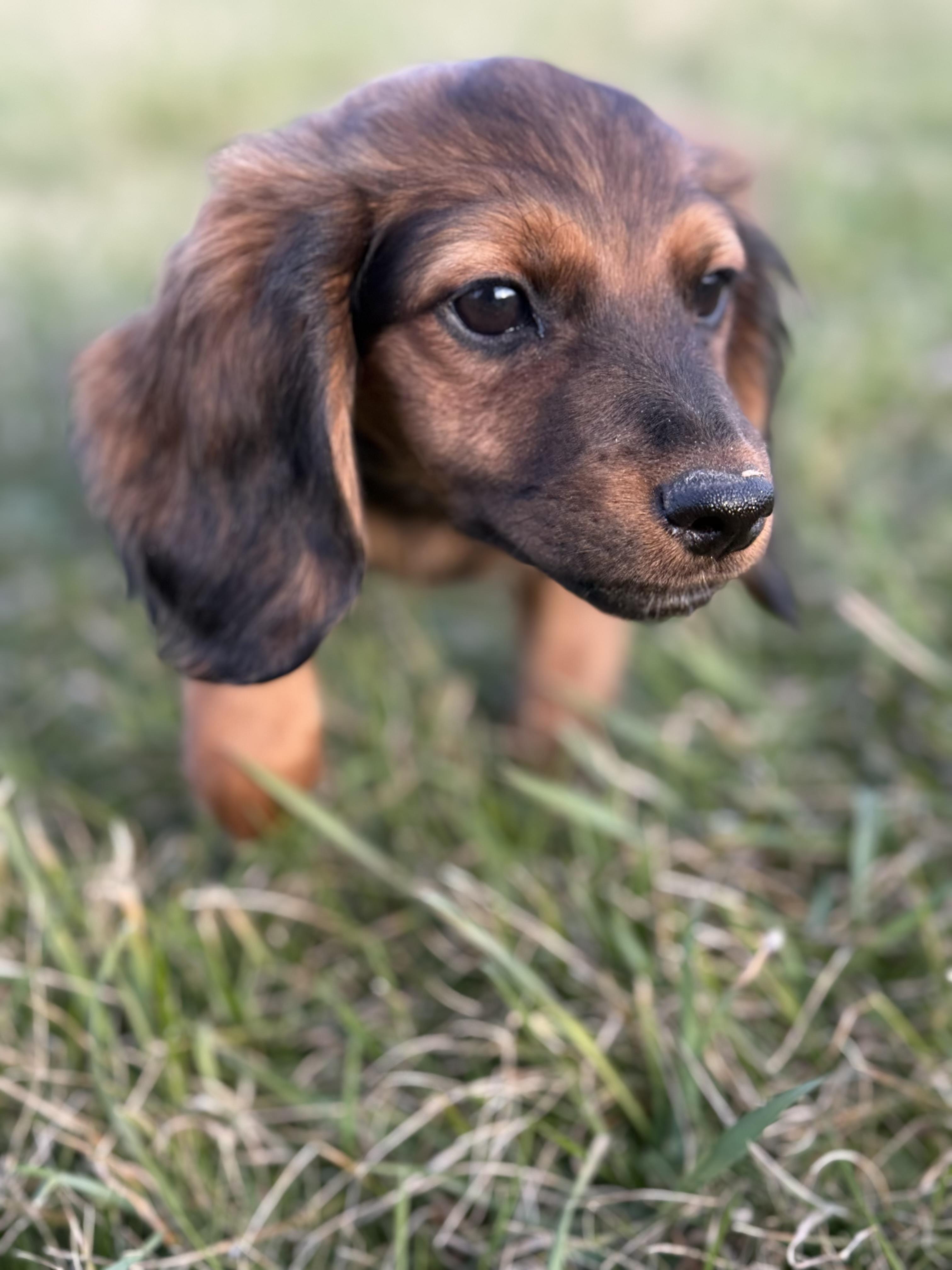 Patsy - Adopted | Petfinder