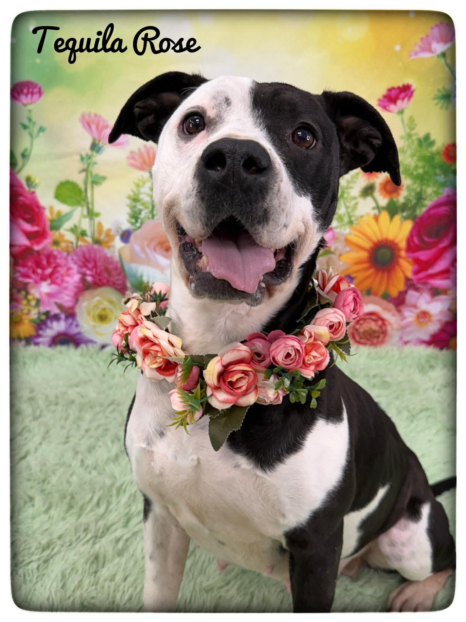 Tequila Rose, ADOPTABLE, Adult Female Mixed Breed.
