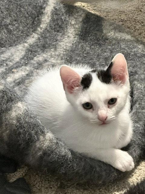 Enlarge Gustave, a Adoptable mixed breed in Rockville, MD image 2/3