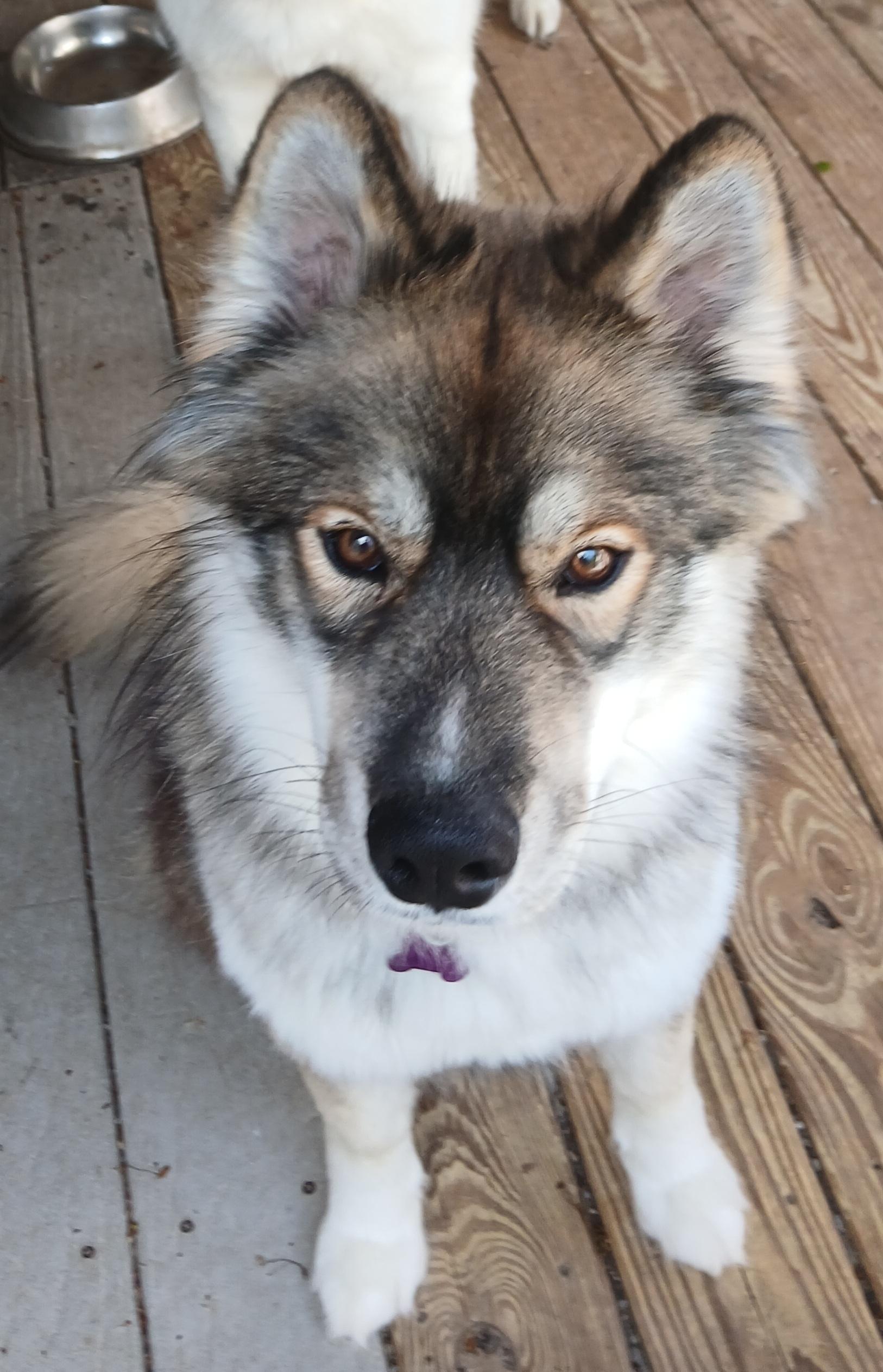 Enlarge Wiley, a ADOPTABLE mixed breed in Gardiner, NY image 5/5