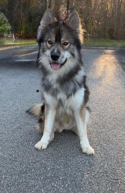 Redd, ADOPTABLE, Young Male Keeshond & Norwegian Elkhound.