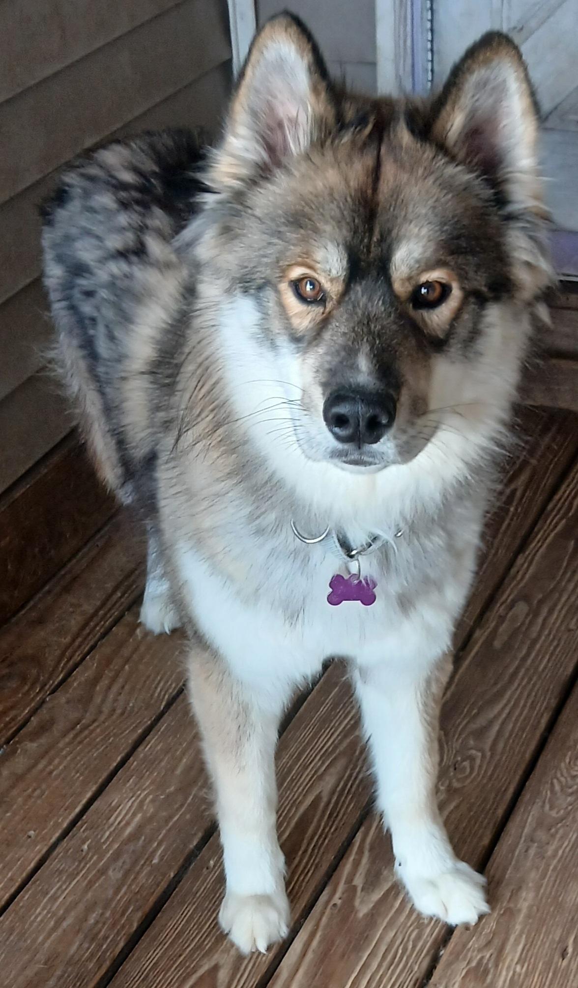 Wiley, ADOPTABLE, Young Male Keeshond & Alaskan Malamute.